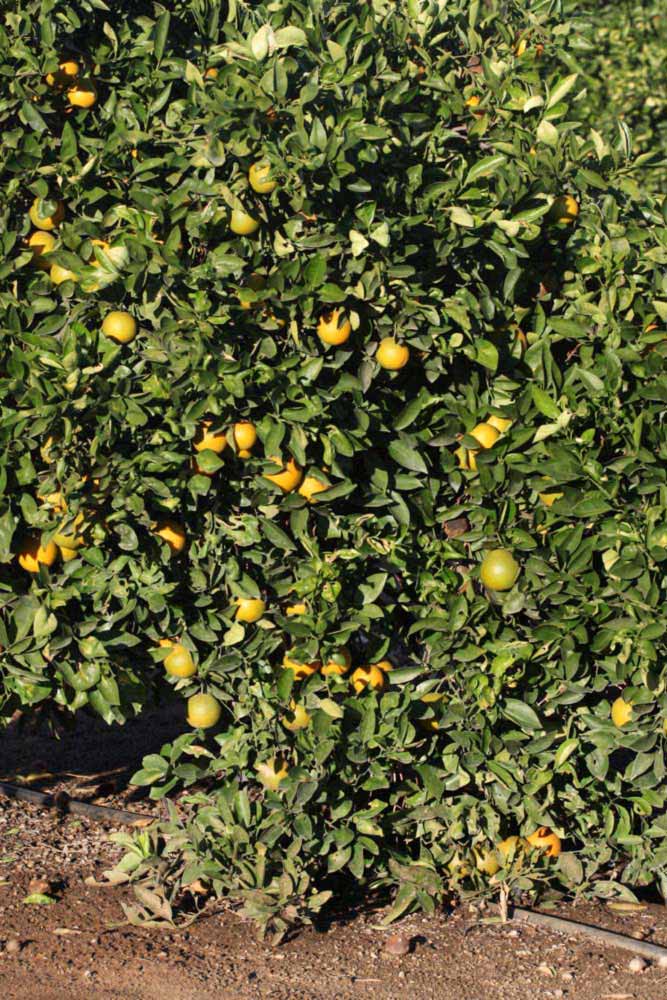            Habit (Riverside, CA)   